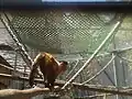 Tufted capuchin monkey