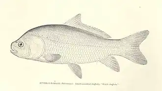 Drawing in side view