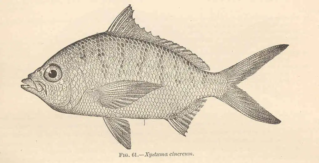FMIB 38091 Xystaema cinereum (Walbaum) Mojarra- 'Muniama'