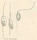 Bodo caudatus