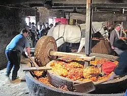 Men operating a large, antique horse-driven apple grinding mill.