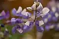 Lupinus nanus (sky lupine)