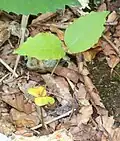 Cotyledon and leaf