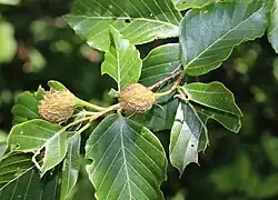 Fruits of F.crenata in Mount Ibuki, Gifu Prefecture