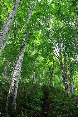 Forest of beech trees