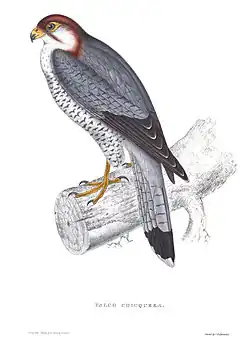 Falco chicquera