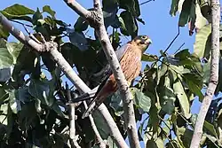 Falco_cuvierii_242928271