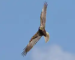Western marsh harrier, Riserva naturale di Torre Flavia, Ladispoli