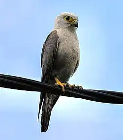 Falco_dickinsoni_442975948