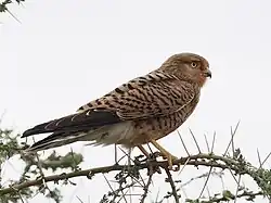 Falco_rupicoloides_440542662