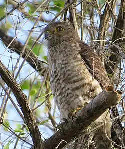 Falco_zoniventris_54012691