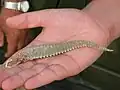 Tail of a spiny-tailed lizard which fell prey to a laggar falcon