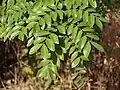 Bipinnate leaves