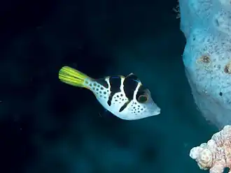 Juvenile