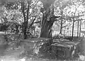 Grave of Jefferson Davis' mother in family cemetery behind Rosemont, circa 1938–1941