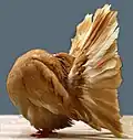 Fantail Yellow