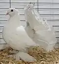 Miniature white