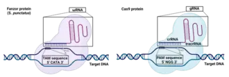 As shown in the schematic, Cas9 DNA cleavage is instructed by the gRNA and the PAM sequence "NGG"[7] on the target DNA, where N can be any of the four DNA components (A, G, C or T). Similarly, Fanzor DNA cleavage is instructed by the ωRNA and the TAM sequence "CATA" on the target DNA1. Not an accurate representation of size and structure of the RNAs and proteins.