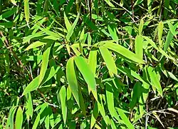 leaves