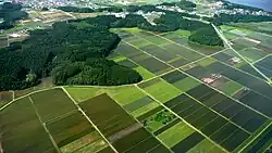 Aerial view of green farmfields