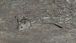 Brown mouse