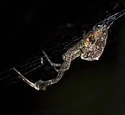 U. plumipes