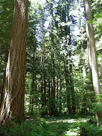 Forest