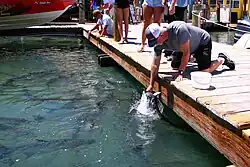Tourists hand feeding Atlantic tarpon in Islamorada, Florida