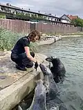 Feeding the seals at Seal Sanctuary in Hel
