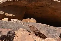 Brown gundi