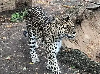 An Amur Leopard