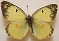 Colias philodice, female