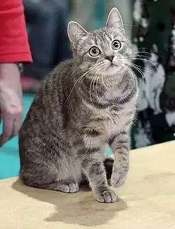 Blue mackerel tabby female