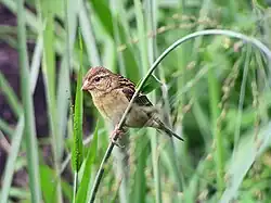 Female