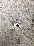 A female taking off after mating