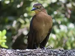 A great-tailed grackle with a sharp beak and yellow eyes stands on a branch, brown and black feathers contrasting against the green foliage in the blurred background