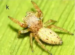 female L. camporum