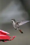Female in flight