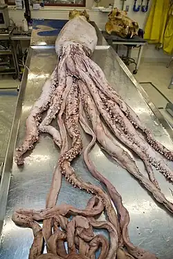 (?/7/2005), Same specimen being prepared for display at the National Museum of Natural History