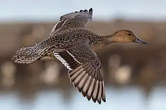 Female in flight, California