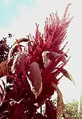 Amaranth from Chilpancingo