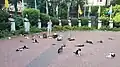 Feral cats at Maçka Park, Istanbul