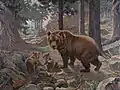 Brown bear with cub, 1945