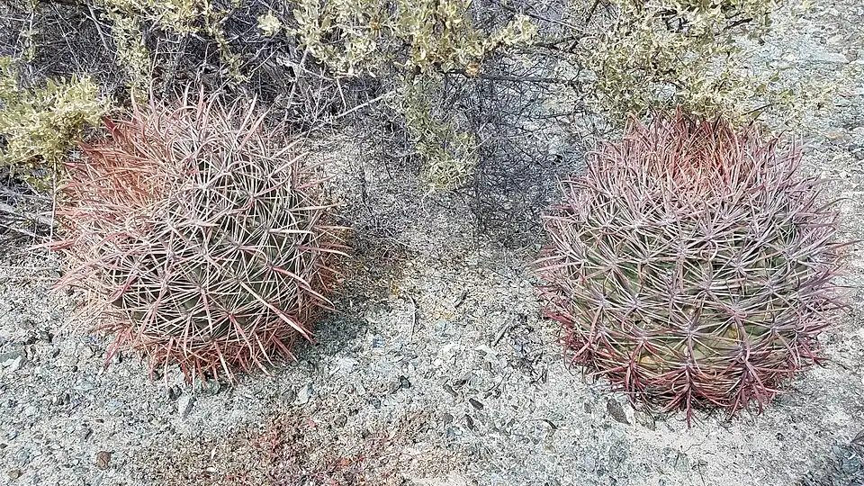 Ferocactus chrysacanthus subsp. grandiflorus growing in Puerto Nuevo, Baja California Sur, Mexico