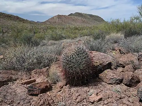 Ferocactus emoryi in Tillotson Peak Wayside in Organ Pipe Cactus Wilderness, Arizona