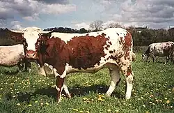 a white cow with some red markings