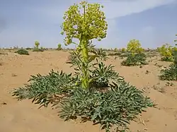 Tall plant with a rosette of green leaves, a very thick yellowish-green stem, and a panicle of umbels of the same colour as the stem, growing in sandy desert conditions.