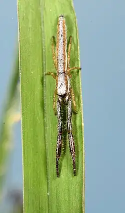 male F. leroyae