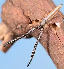 male F. leroyae