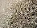 The pores on the lower surface, magnified